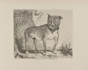 Little Billy, a Celebrated Bull Dog