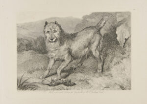 Bob, a Favourite Terrier