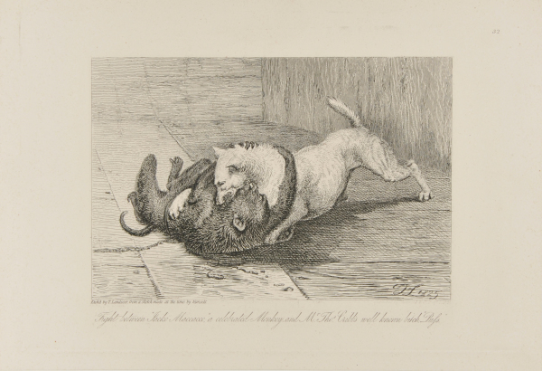 Fight between “Jacko Maccacco”a celebrated Monkey and Mr. Thos. Cribb’s well known bitch “Puss”