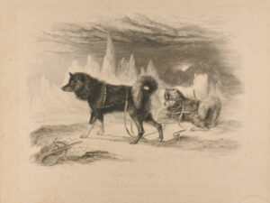 Exquimaux Dogs, after W.R. Smith