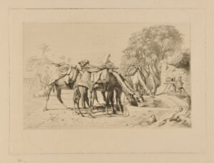 Chameaux à l’abreuvoir