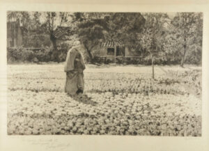 La Culture des tulipes