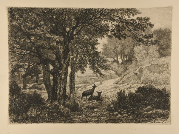 STAGS IN THE FOREST