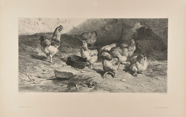 COCKEREL AND SEVEN HENS
