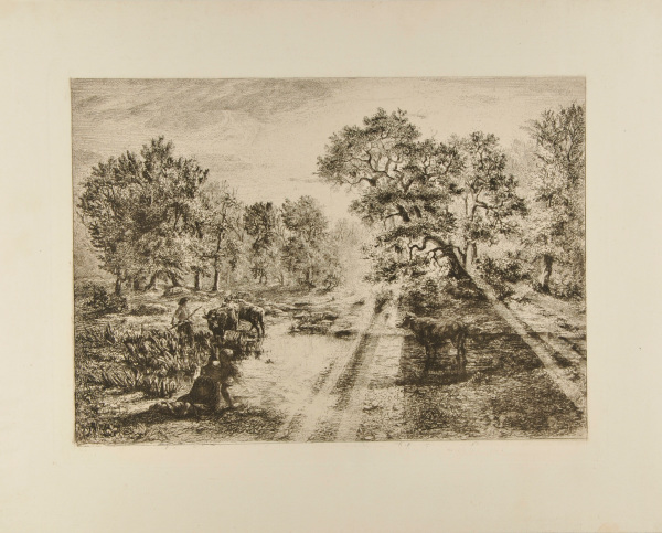 Boeufs traversant une mare