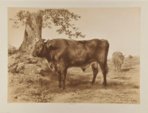Study of Bull