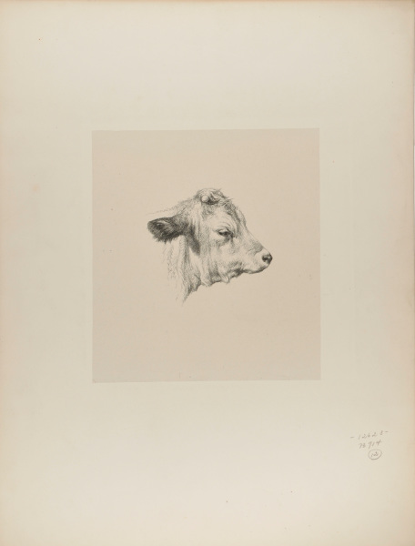 Tête de jeune taureau