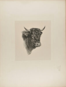 Head of Bull