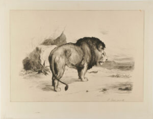 Lion, walking, seen from the back