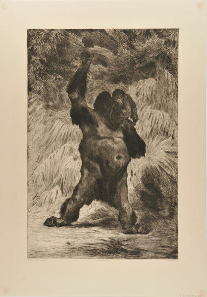 Orang-outang de Borneo