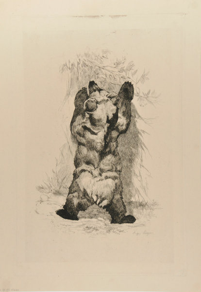 BROWN BEAR OF ASTURIAS (SPAIN)