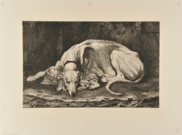 Grand Lévrier d’Alger