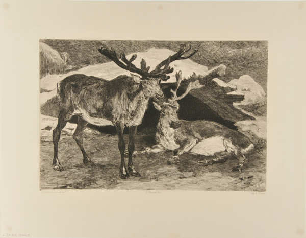 Elk