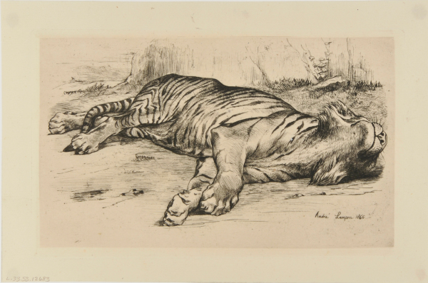 Sleeping Tiger