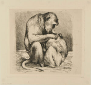 Monkeys Cleaning Each Other