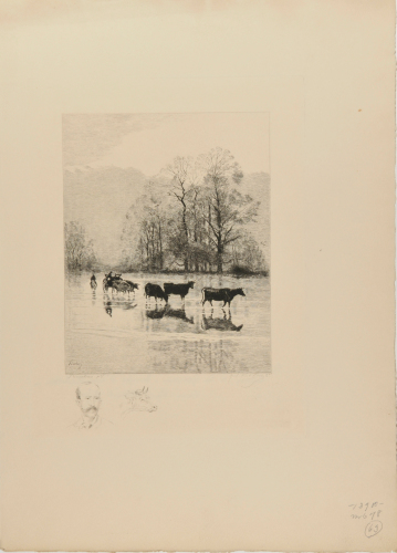 Cattle Crossing a River