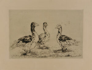 Three ducks