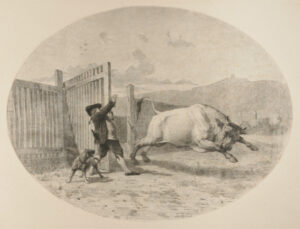 Man Letting a Bull Loose