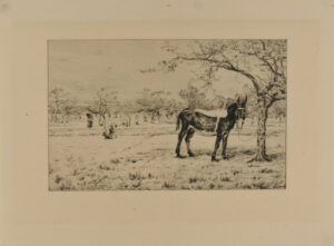 Donkey tied to a tree near an orchard in spring