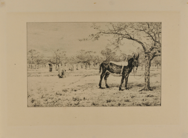 Donkey tied to a tree near an orchard in spring