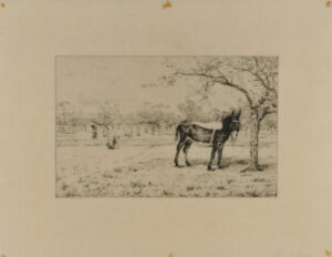 Donkey tied to a tree near an orchard in Spring