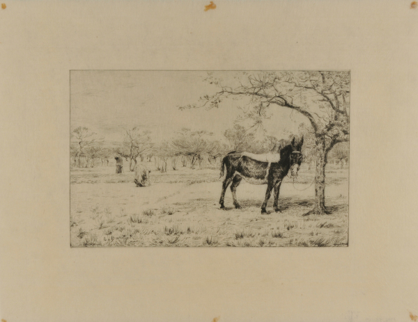 Donkey tied to a tree near an orchard in Spring