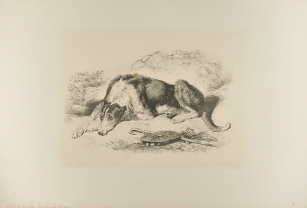 The Highland Shepherd’s Dog - Image 4