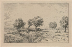 Willows in a Pasture