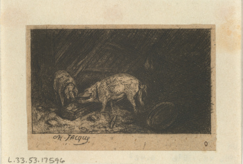 TWO PIGS