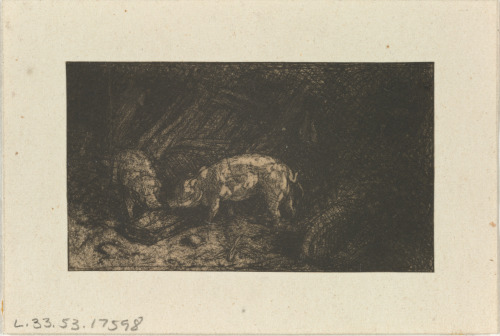 TWO PIGS