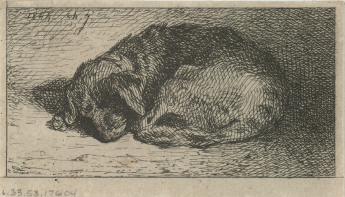 SLEEPING DOG