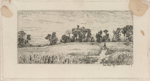Champ de blé
