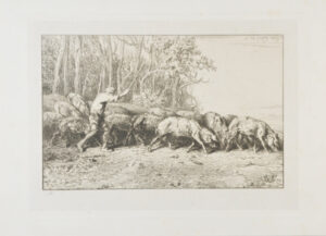 Troupeau de porcs sortant d’un bois