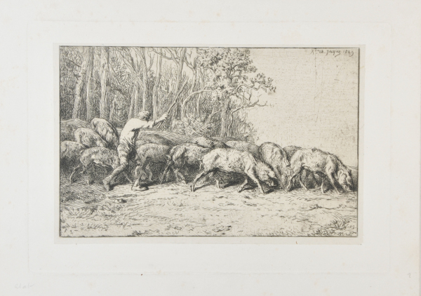 HERD OF PIGS LEAVING THE WOODS