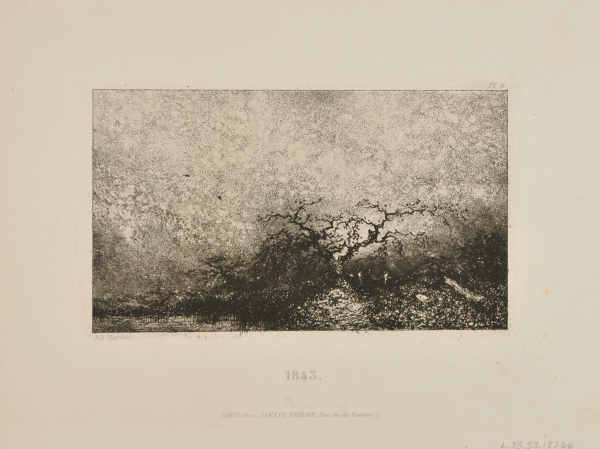 Chêne au bord d’une mare