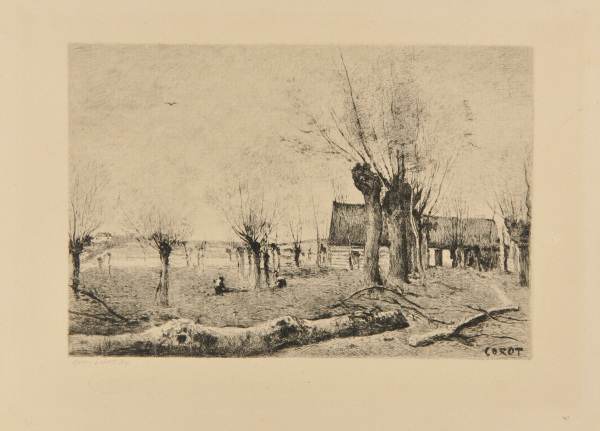 Saulaie à Sainte Catherine, Près Arras