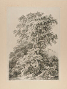 Le Hêtre, Fontainebleau