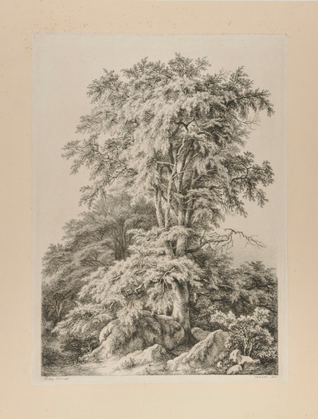 Le Hêtre, Fontainebleau