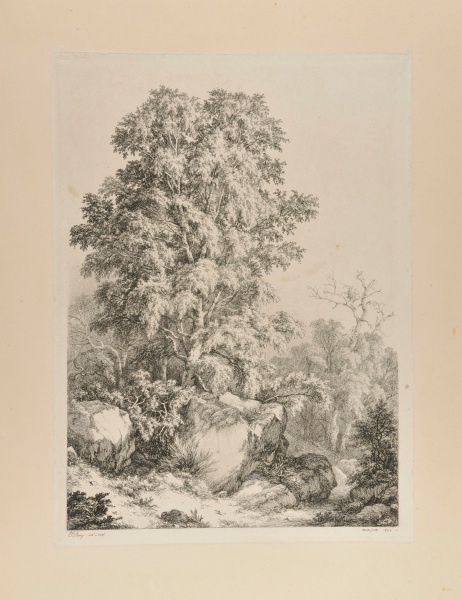 Le Bouleau, Fontainebleau