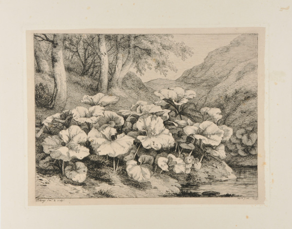 Les petits tussilages - Image 2