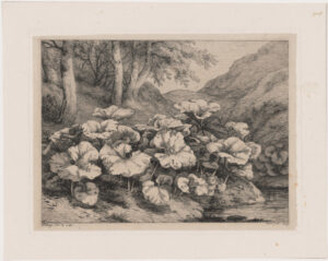 Les petits tussilages