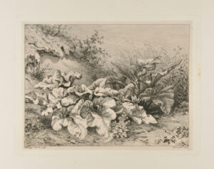 La Bardane au terrain