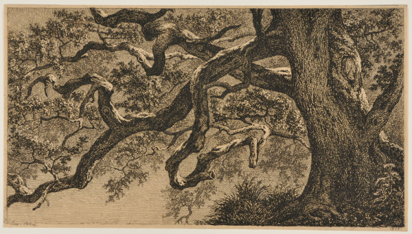 Les Branches de Chêne - Image 2