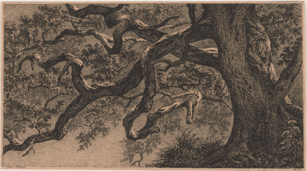 Les Branches de Chêne