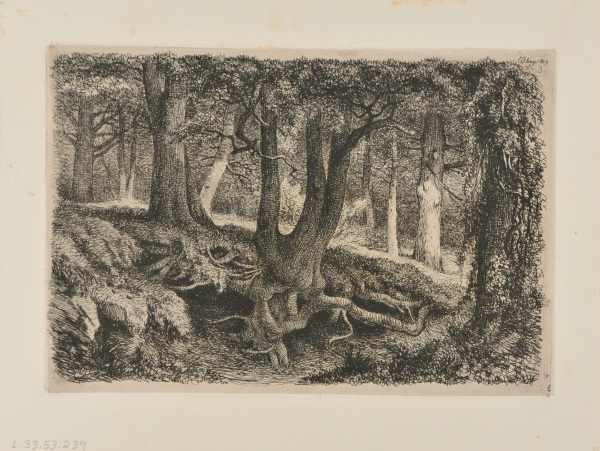 L’Arbre aux racines