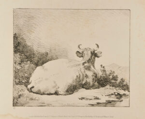 Cow Seated (seen from the back with head raised)