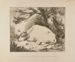 Cow Seated (with head down)