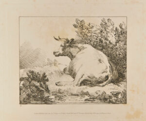 Cow Seated (seen lengthwise)