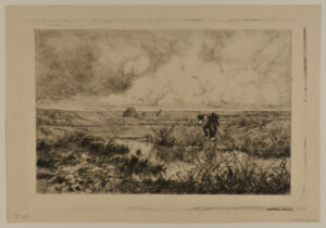 Cow Standing in a Swamp