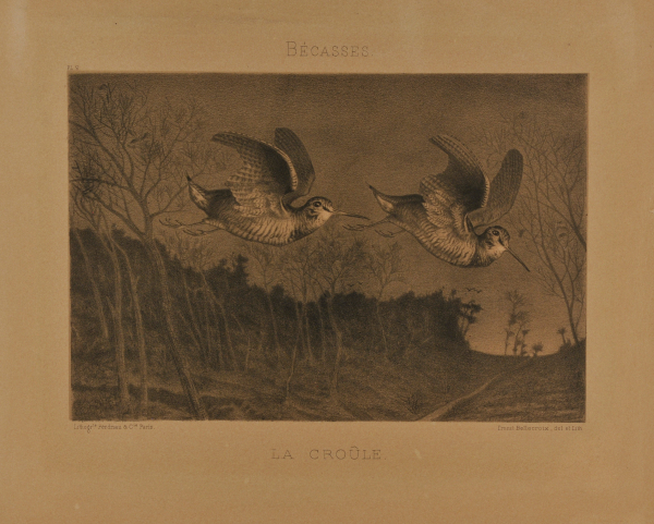 THE MATING CALL OF THE WOODCOCKS